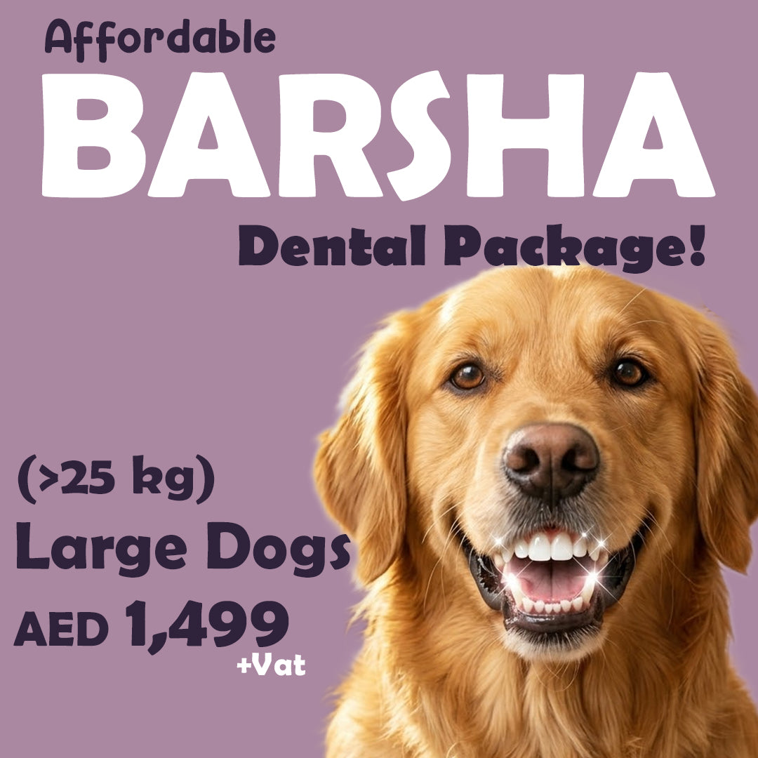 Dental Package - Al Barsha Clinic