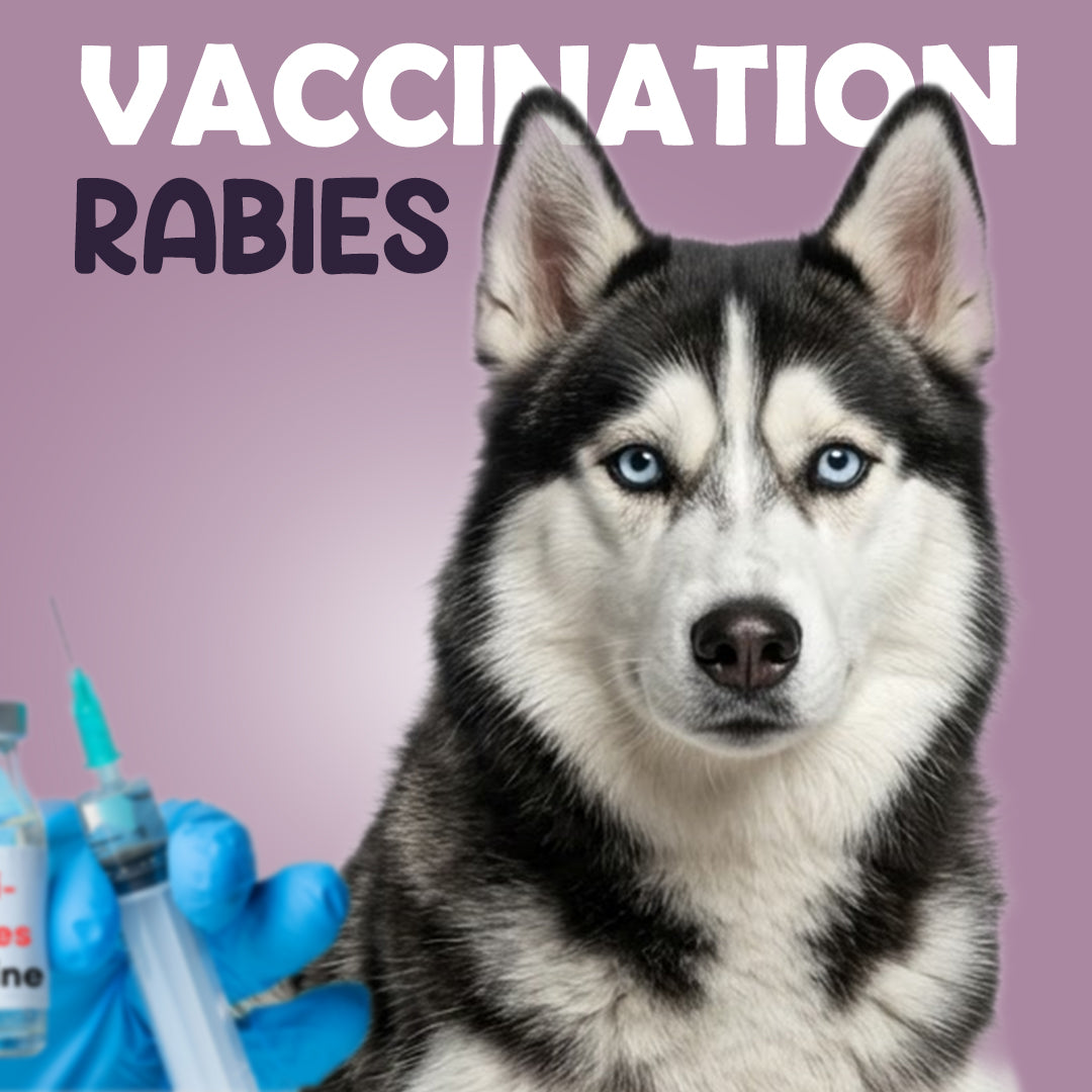 Rabies Vaccination