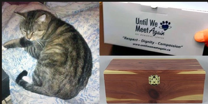 Cremation Cat with Ashes Back