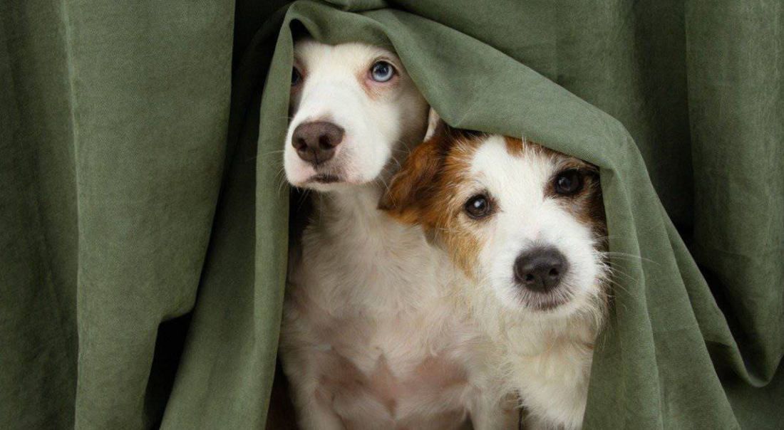 10 Pet Care Mistakes Even Loving Pet Parents Make