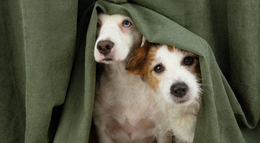 10 Pet Care Mistakes Even Loving Pet Parents Make