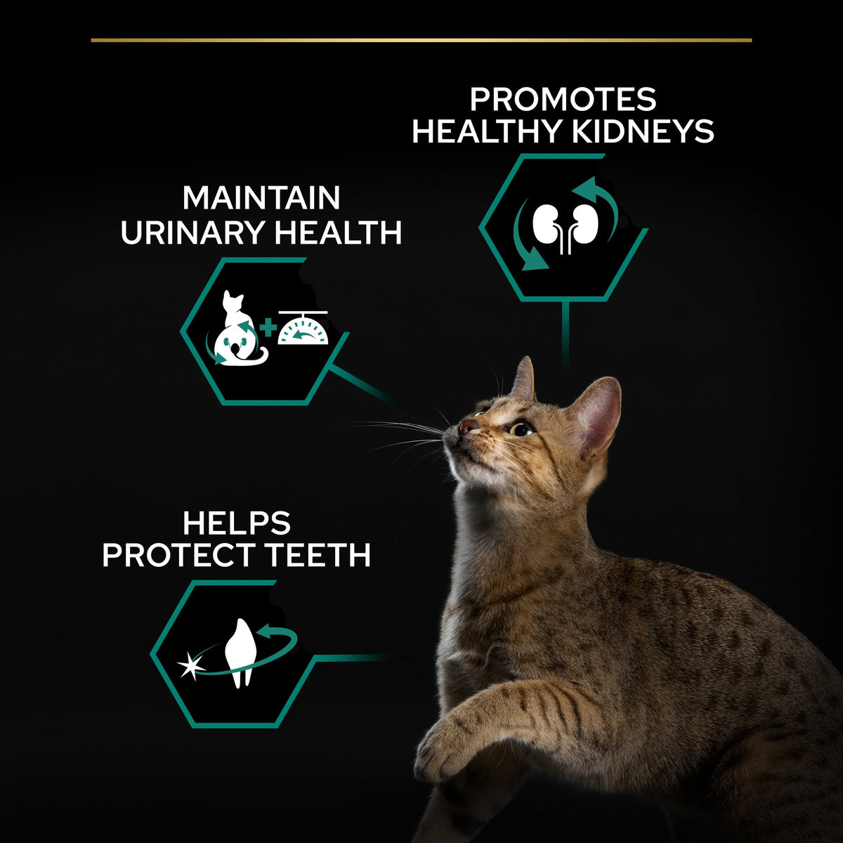 Pro Plan Sterilised Adult Renal Plus Dry Cat Food with Turkey, 1.5 kg