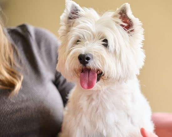 Beaphar IntestoPro Anti Diarrhea Tablet Small Dog & Cat 20 tab