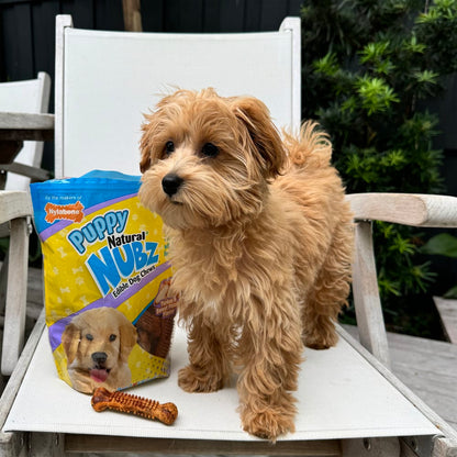 Nylabone Nubz Puppy Turkey & Sweet Potato 8-Count Small – Gentle Edible Puppy Treats UAE