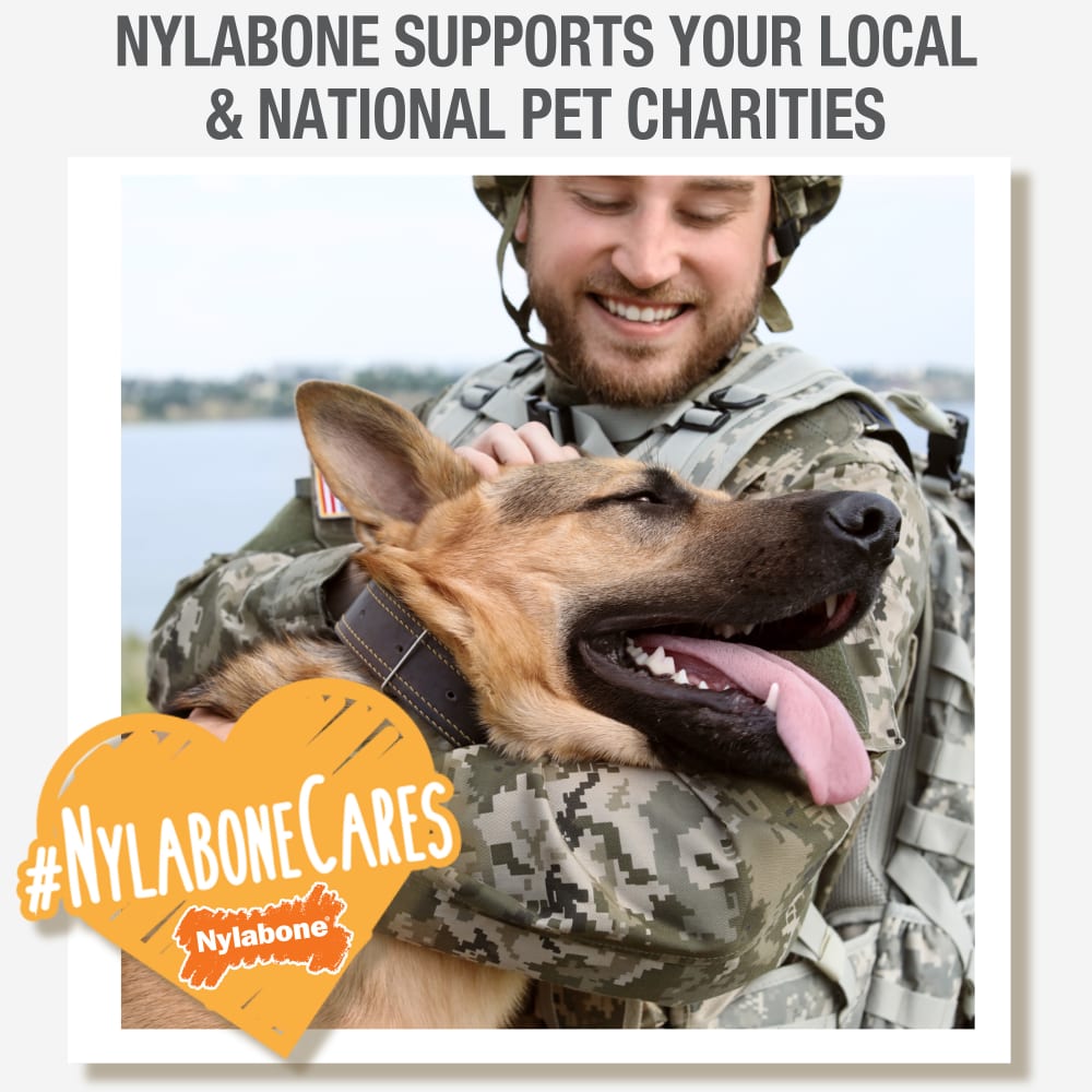 Nylabone Nubz Ham with Bone Broth 1-Count Giant – Premium Edible Ham Dog Treat UAE
