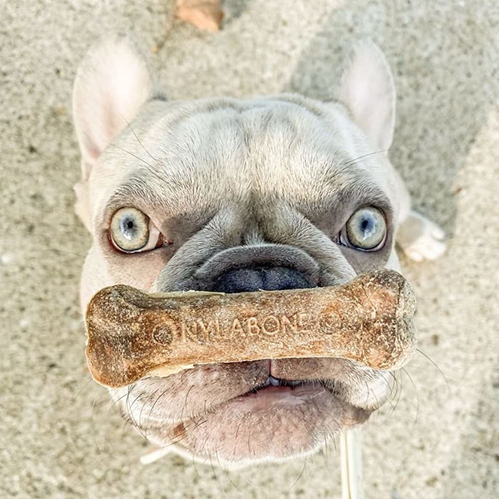 Nylabone Healthy Edibles Longer Lasting Roast Beef 2-Count Wolf – Large Dog Beef Treat UAE