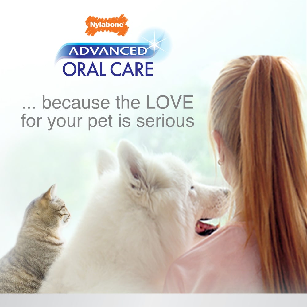 Nylabone Advanced Oral Care Cat Dental Kit – Cat Toothbrush & Toothpaste Set UAE