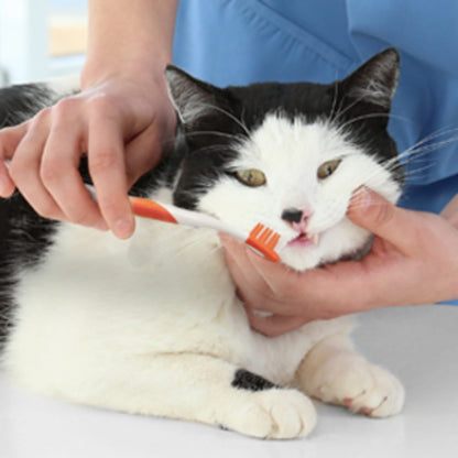Nylabone Advanced Oral Care Cat Dental Kit – Cat Toothbrush & Toothpaste Set UAE