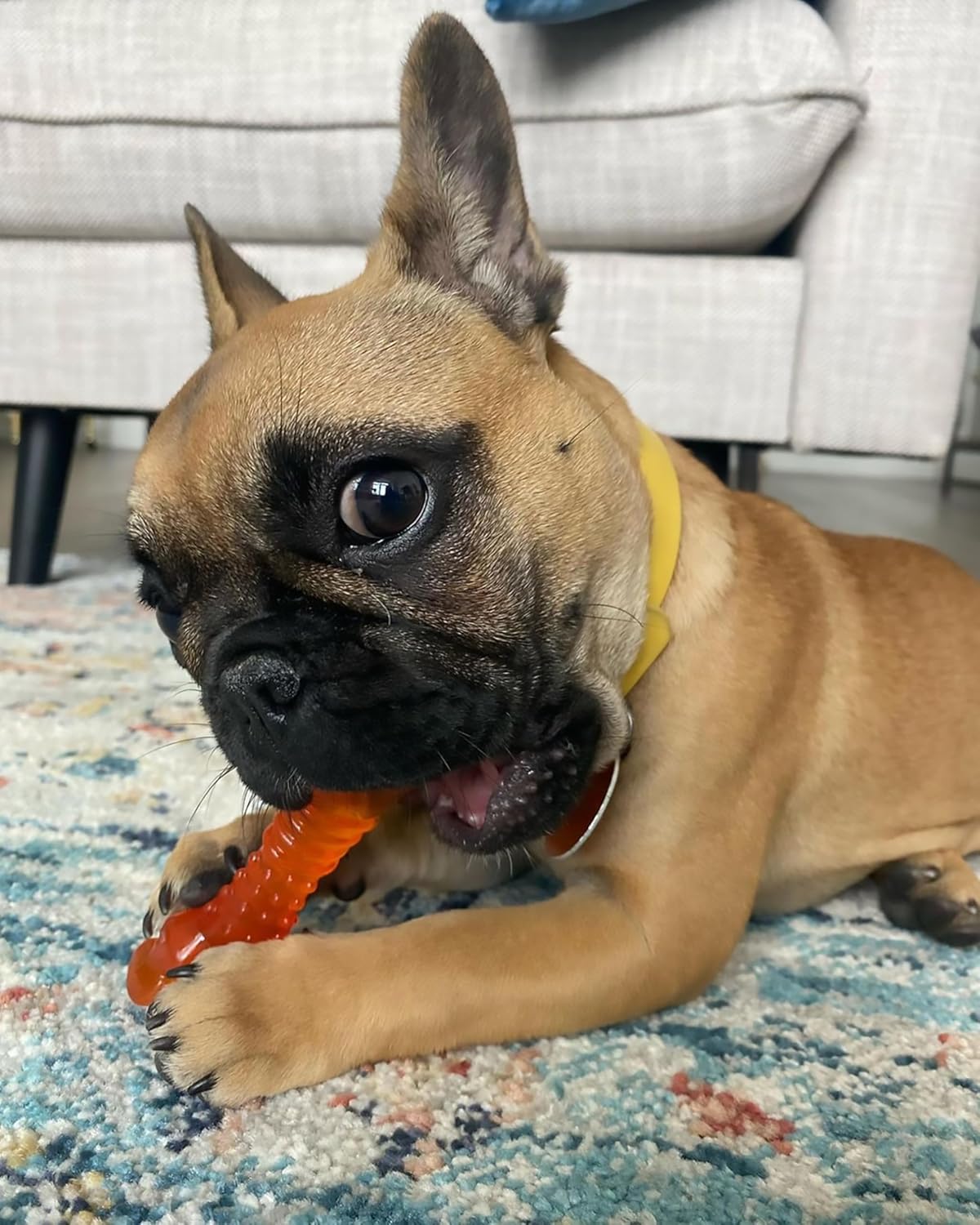 Nylabone Puppy Color-Changing Freezer Bone Lamb & Apple Regular – Soothing Teething Toy UAE