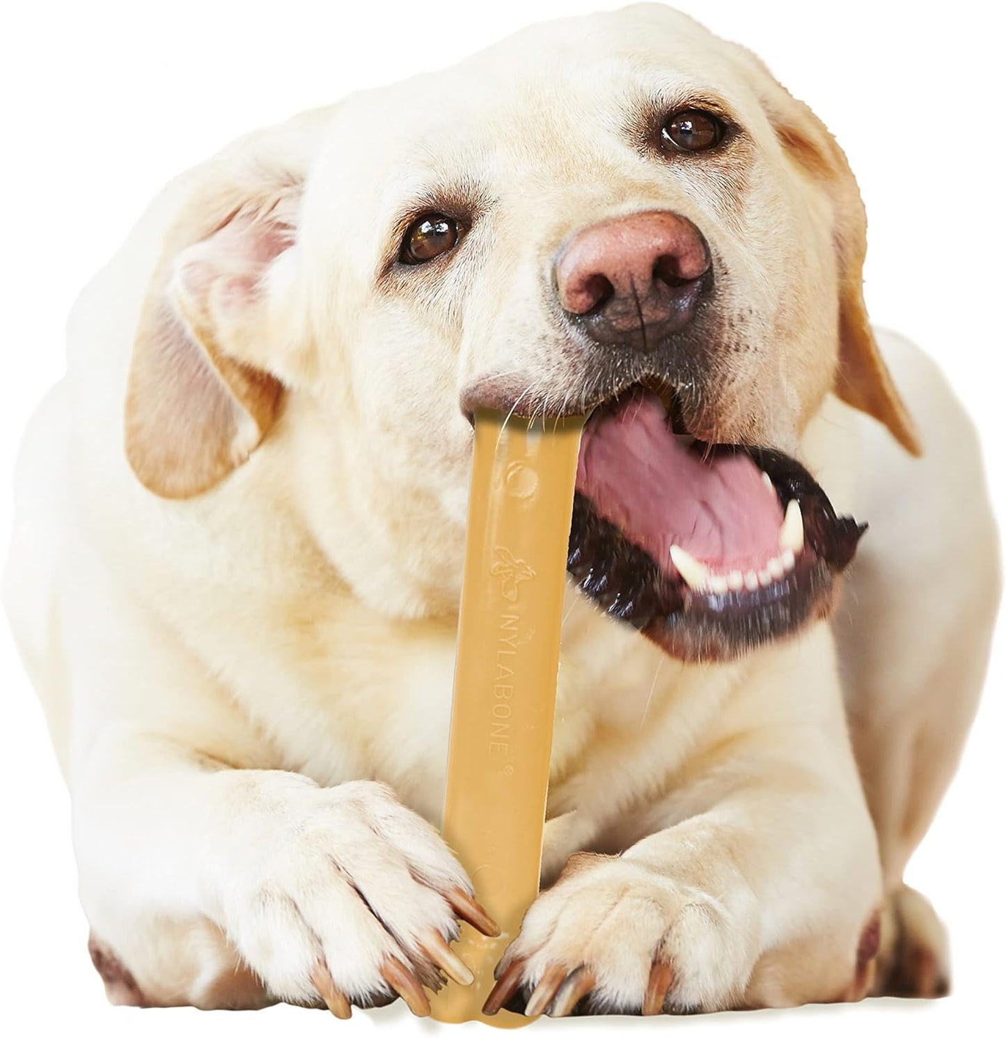 Nylabone Dura Chew Peanut Butter Giant – Long-Lasting Nylon Chew Bone for Large Dogs UAE