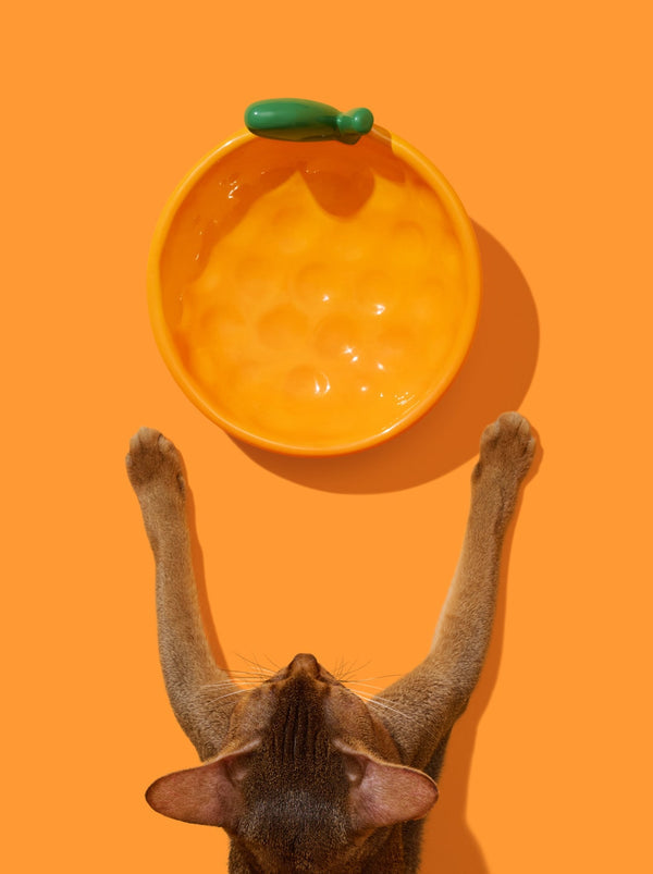 VETRESKA Tangerine Ceramic Pet Bowl
