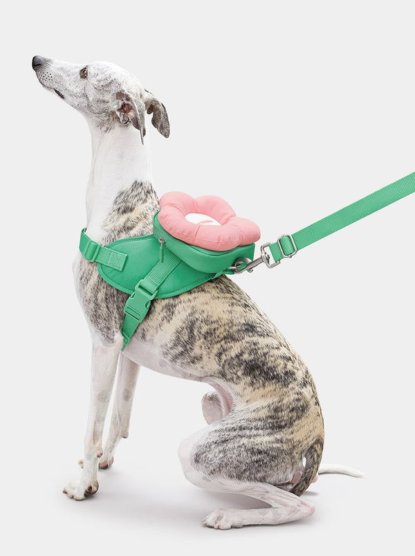 VETRESKA Flora Pet Backpack & Harness 3 in 1 Set