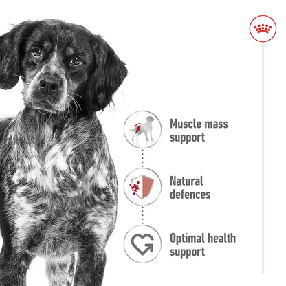 Royal Canin Size Health Nutrition Medium Adult (Wet Food - Can) 410G