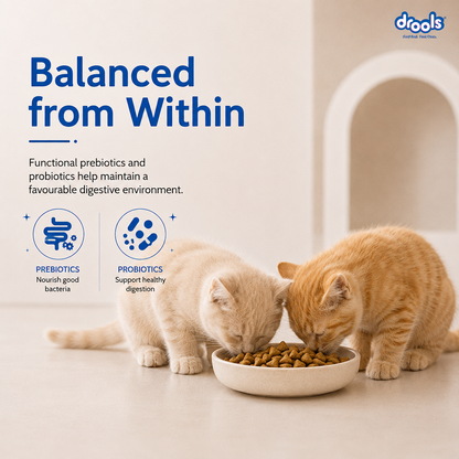 Drools Kitten(1-12 Months) Dry Cat Food, Ocean Fish, 1.2kg with Free Container