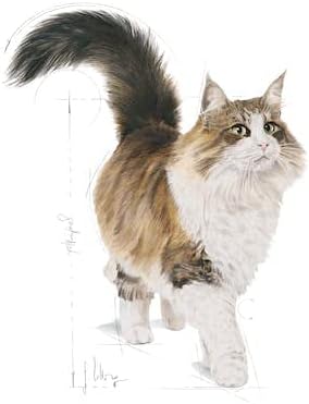 Royal Canin Feline Health Nutrition Indoor 2 kg