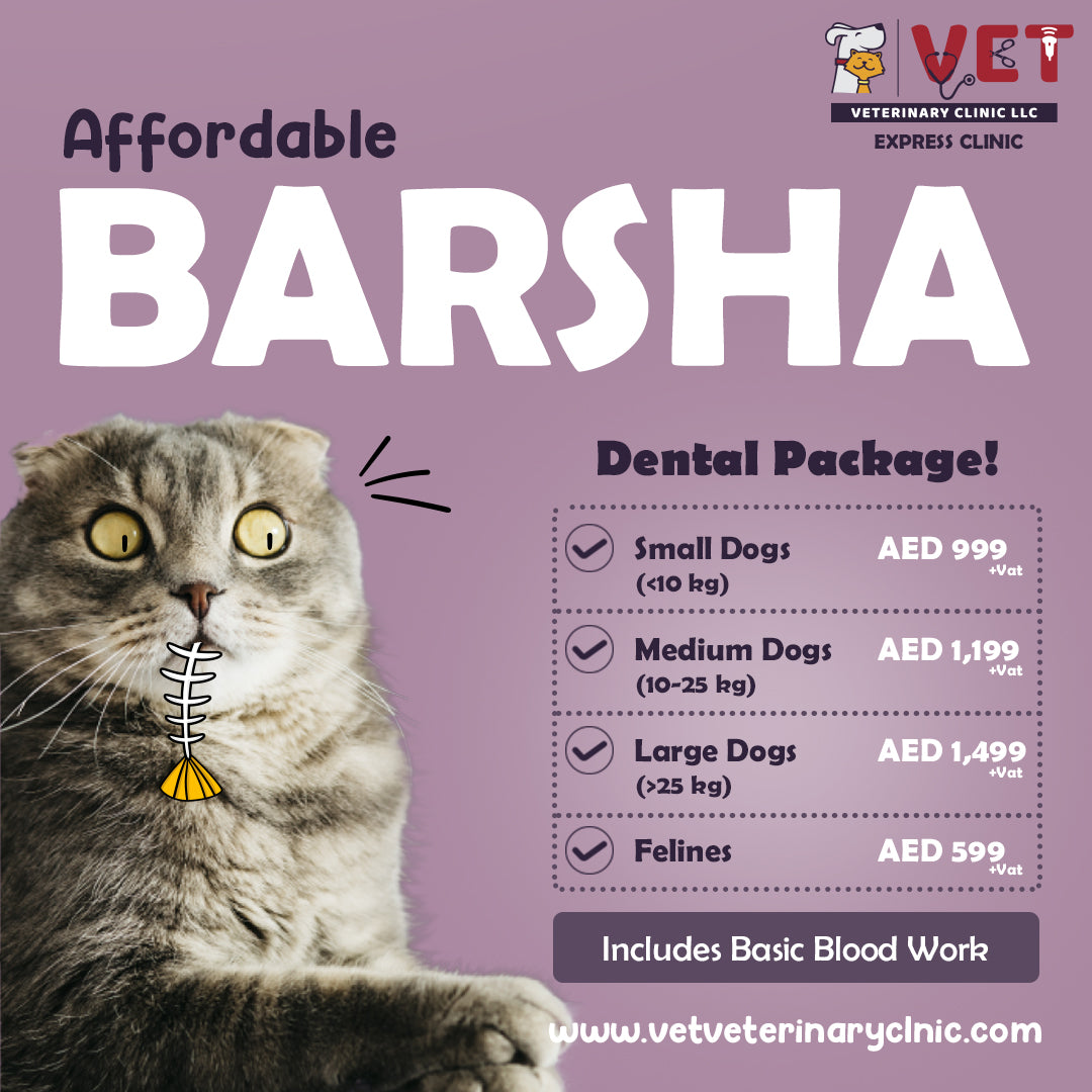 Dental Package - Al Barsha Clinic