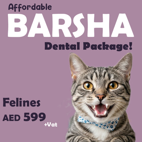 Dental Package - Al Barsha Clinic