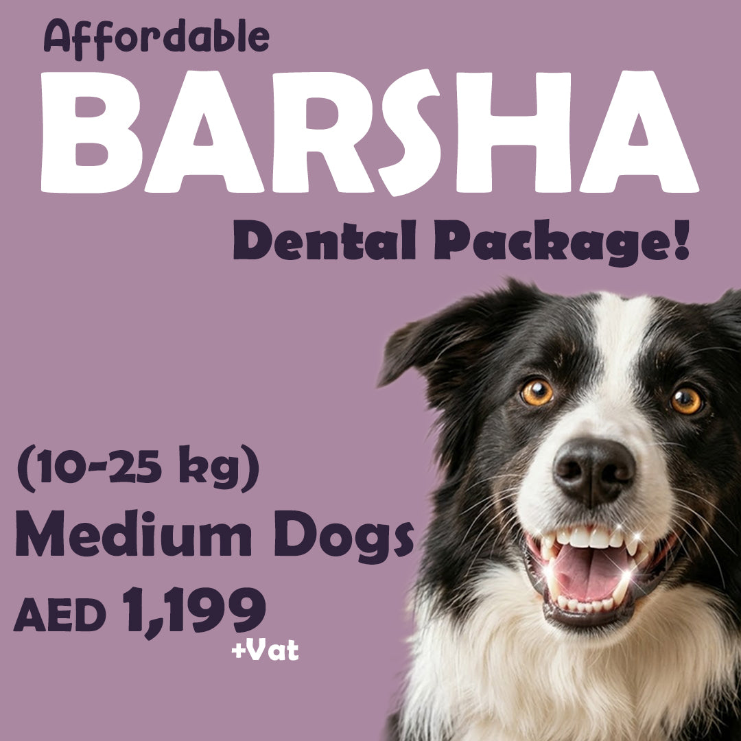 Dental Package - Al Barsha Clinic