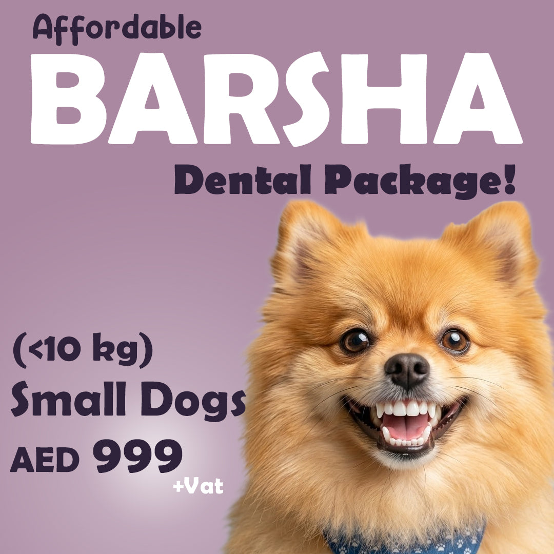 Dental Package - Al Barsha Clinic