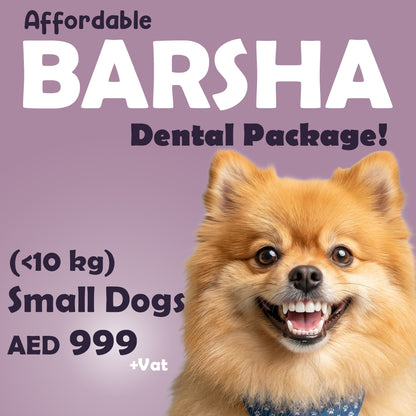 Dental Package - Al Barsha Clinic