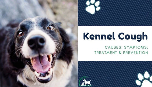 Kennel cough