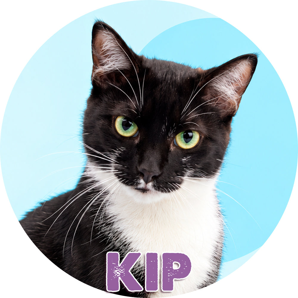 Kip for Adoption