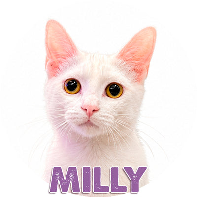 Milly for Adoption