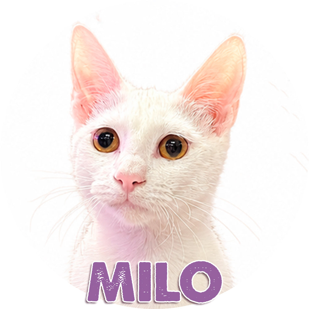 Milo for Adoption