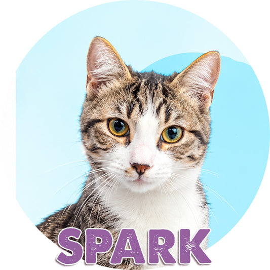Spark for Adoption