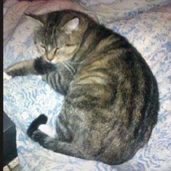 Cremation Cat with Ashes Back