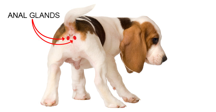 Pet Anal Gland Expressed