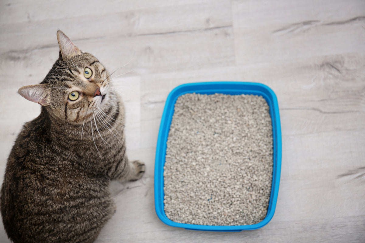 Van Cat White Clumping Bentonite Cat Litter Orange 10Kg
