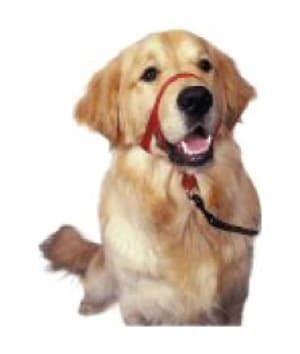 Company of Animals HH012 Head Collar Black- size1